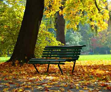 Memorial bench by a park field with early signs of fall. 