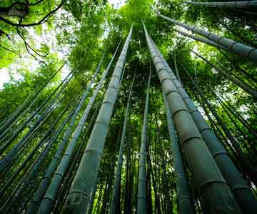 A forest of bamboo trees growing towards the sky.