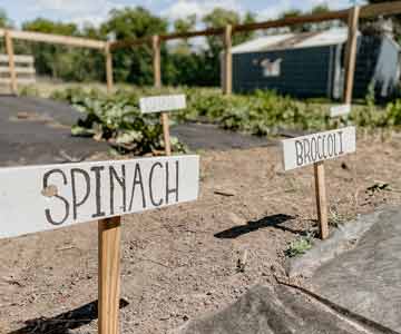 A garden bed with homemade signs saying Spinach and Broccoli