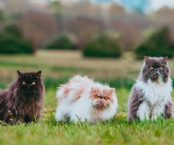 Three fluffy cats sitting next to each other in the grass.