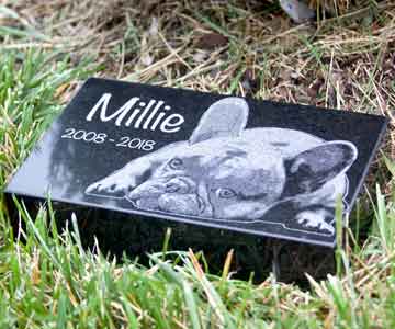 A headstone for a dog named Millie in the grass.
