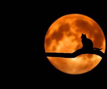 Cat sits on a tree branch, gazing at the big full moon.