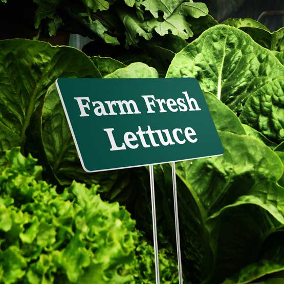A evergreen plastic garden sign reading ‘Farm Fresh Lettuce’ in white engraved text, held by metal stake in a bed of fresh green lettuce leaves.