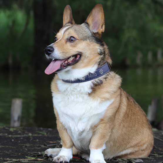 Engraved Blue Dog Collar on Corgi