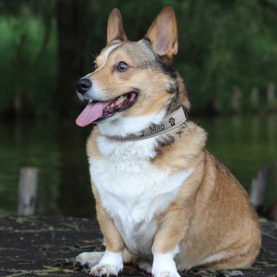 Engraved Gray Dog Collar on Corgi