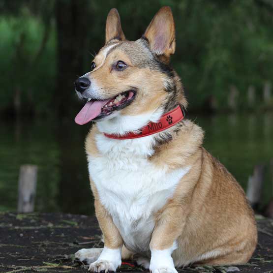 Engraved Red Dog Collar on Corgi