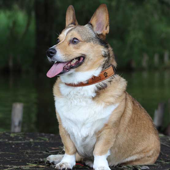 Engraved Rawhide Dog Collar on Dog